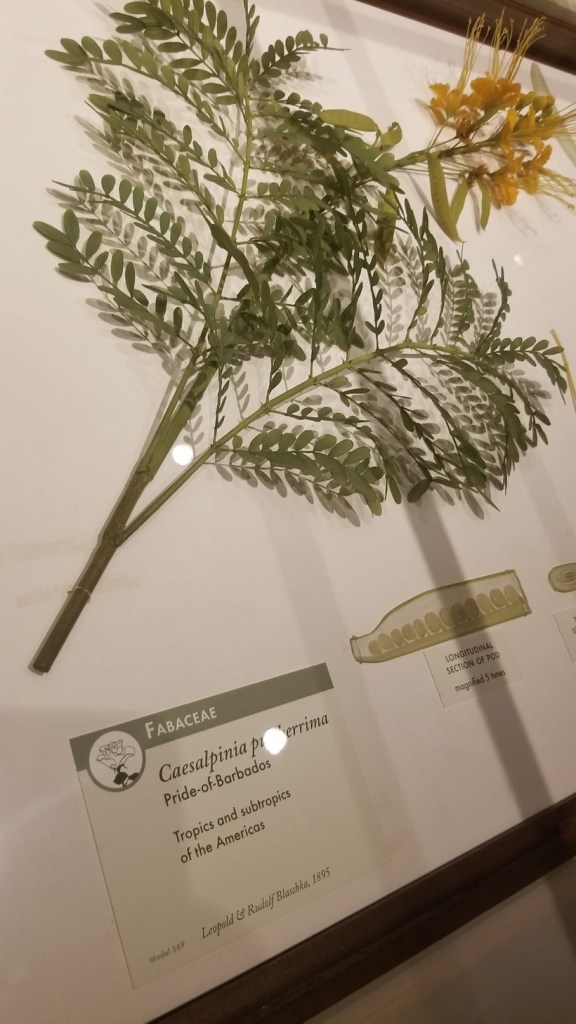 Photograph of a glass model of a branch Pride-of-Bardados against a white exhibit background. A cross-section of the seed pod is also modeled, and several info cards are placed around them.