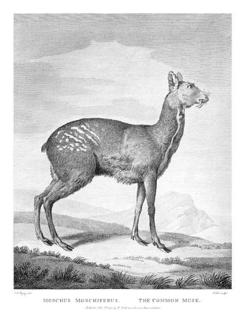 Victorian line illustration of the "common musk" deer, with caption beneath it. The musk deer lacks antlers, but has dotted stripes along its hind quarters and has what appears to be two long fangs sticking from its mouth.
