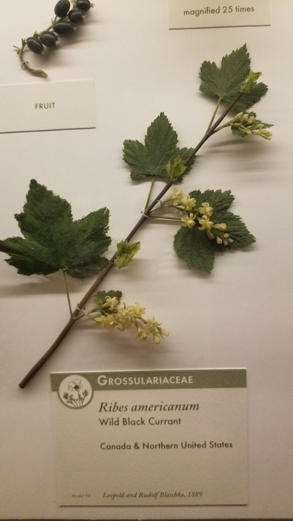 Photograph of a glass model of a branch Wild Black Currant against a white exhibit background. The fruit is also modeled, and several info cards are placed around them.