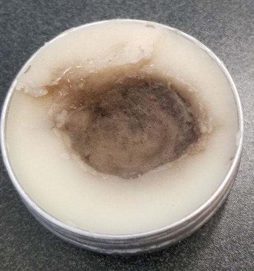 Close-up photograph of a tin of homemade lip balm with a large dip in the center that has been lightly furred with something dark grey / black-ish and of a very moldy persuasion.